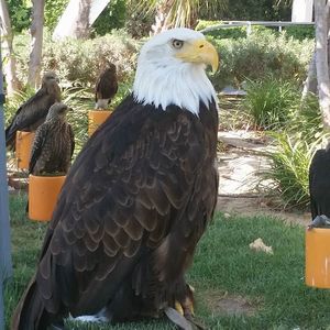 Meet your Posher, Francisco